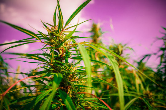 Wild growing marijuana plants with groovy purple sky