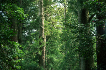 Fototapeta na wymiar 大きな杉の木の森