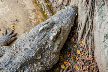 Crocodile , thailand