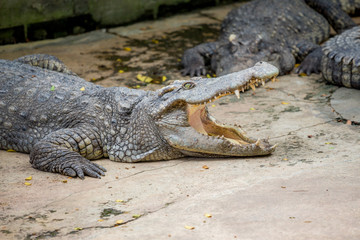 Crocodile , thailand