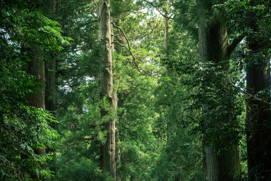 大きな杉の木の森