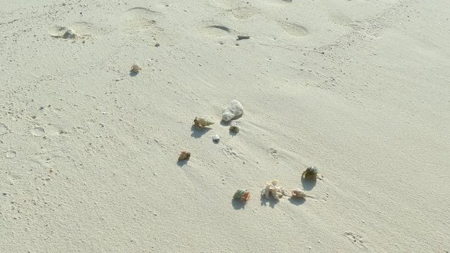 Crabs marathona on sandy beach, tropics, travel, animals, UHD