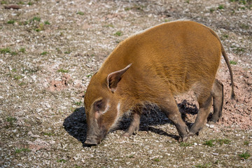 Red river hog (Potamochoerus porcus), also known as the bush pig.