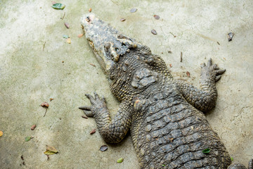 Crocodile , thailand