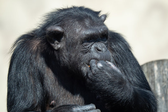 A chimpanzee (Pan Troglodytes) eating a vegetable. Portrait of the chimpanzee.