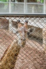 Giraffe in the zoo , thailand