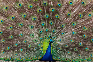 Fototapeta premium Peacock