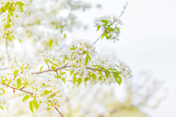 Cherry blossoms over blurred nature background