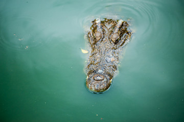 Crocodile , thailand