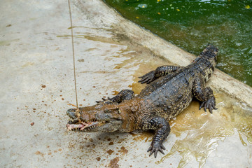 Crocodile , thailand