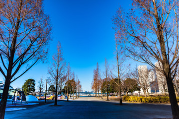 豊洲公園の並木