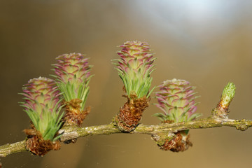 Larch strobili