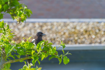 Magpie in an apple tree in sunlight in spring