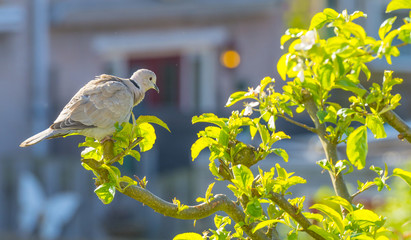 Dove resting in a garden in sunlight in spring