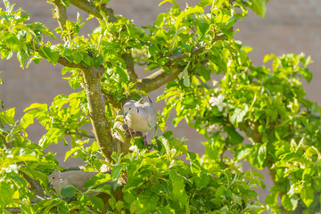 Doves building their nest in an apple tree in spring