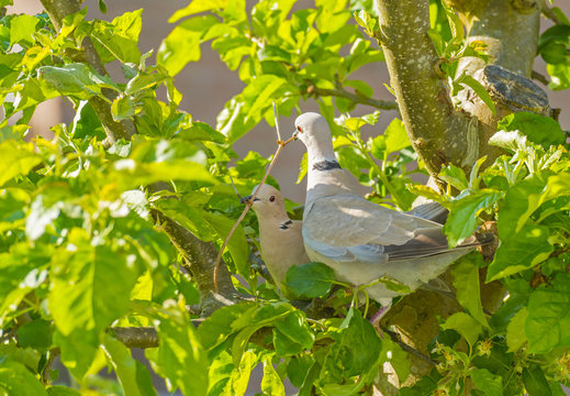 Doves building their nest in an apple tree in spring