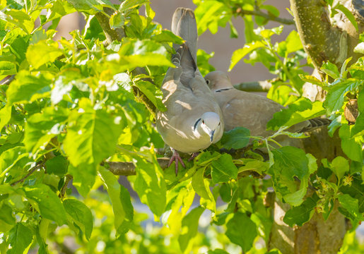 Doves building their nest in an apple tree in spring