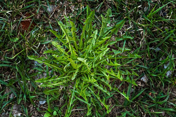 Bush of taraxacum in the spring. View from above.