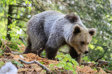 Fototapeta na wymiar Orso bruno (Ursus arctos) nella foresta in Slovenia