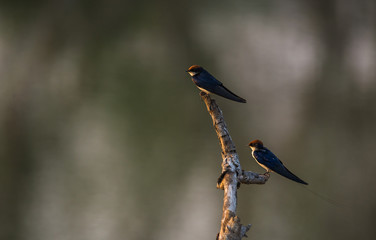 Wire-tailed swallow (Hirundo smithii)