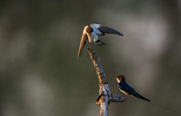 Wire-tailed swallow (Hirundo smithii)
