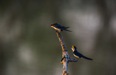 Wire-tailed swallow (Hirundo smithii)