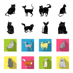 Sphinx, nibelung,norwegian forest cat and other species. Cat breeds set collection icons in black,flet style vector symbol stock illustration web. © pandavector