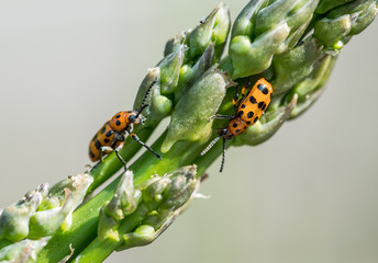 Spotted asparagus beetle on the asparagus sprout top.