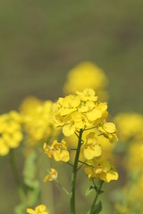 菜の花