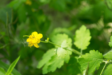 Flowering of celandine. Yellow flowers, green stems and leaves.
