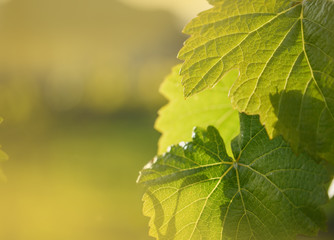 Grape leaf growing on grapevine in vineyard.