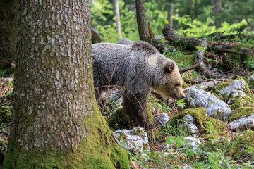 Fototapeta premium Orso bruno (Ursus arctos) nella foresta in Slovenia