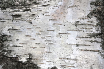 Natural background of birch bark with natural birch texture