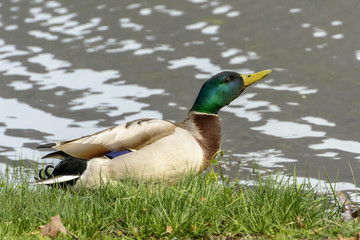 male mallard at nature oasis, Iseo, Italy