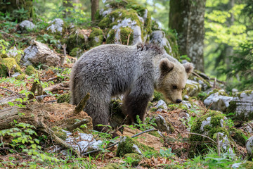 Orso bruno (Ursus arctos) nella foresta in Slovenia