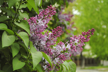 Purple lilac flowers on a bush. Spring background.