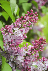 Purple lilac flowers on a bush. Spring background.