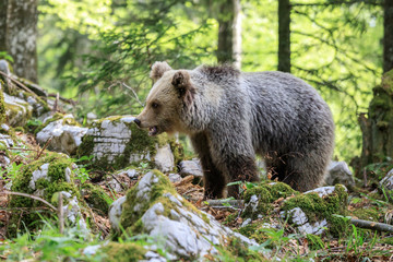 Naklejka na ściany i meble Orso bruno (Ursus arctos) nella foresta della Slovenia