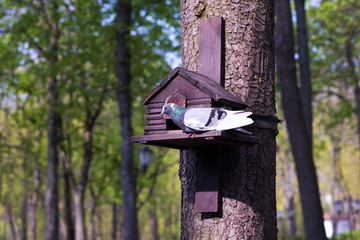 The dove sits on a bird house