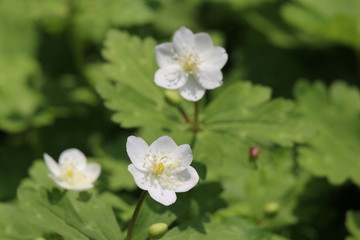 Fototapeta premium 一輪草