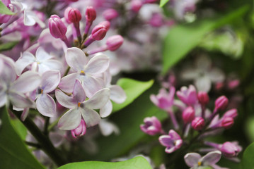 Obraz na płótnie Canvas Purple lilac flowers on a bush. Spring background.