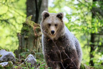 Obraz premium Orso bruno (Ursus arctos) nella foresta della Slovenia