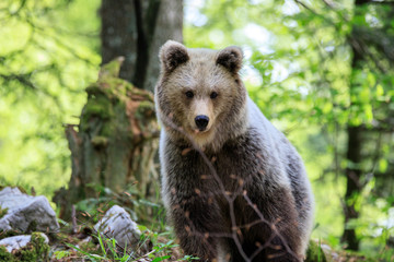 Orso bruno (Ursus arctos) nella foresta della Slovenia