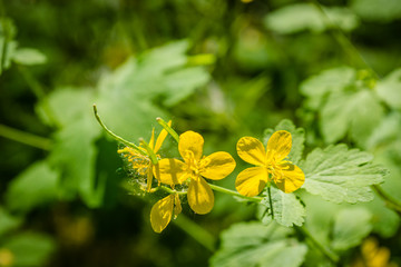 Flowering of celandine. Yellow flowers, green stems and leaves.