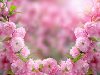 Mysterious spring floral background and frame with blooming pink sakura flowers