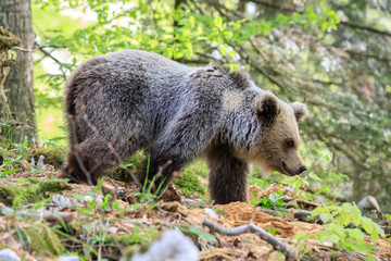 Fototapeta na wymiar Orso bruno (Ursus arctos) nella foresta della Slovenia