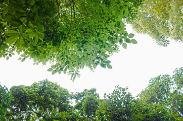 Green Forest From Below on white