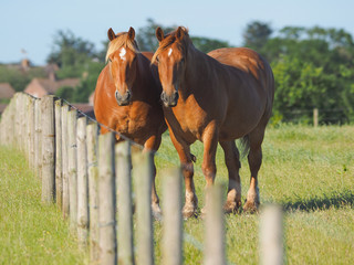 Two Chestnut Horses