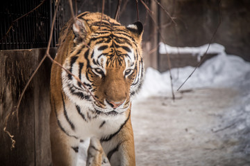 Bengal tiger or Panthera tigris was lonely cage in the zoo but still be danger of predator tigers species