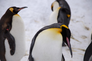 Emperor penguin king of penguins species in Antarctica were find food and ready to move abode 